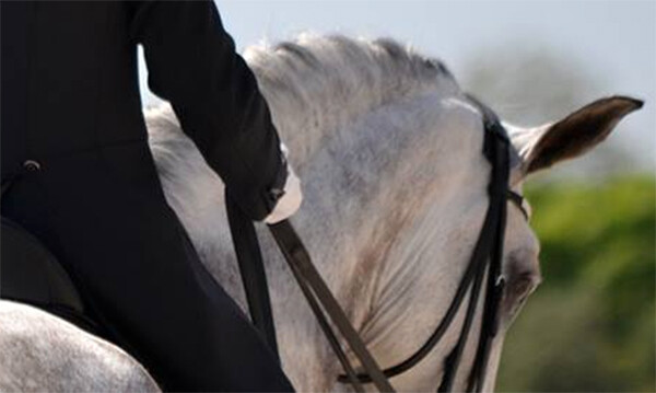 Dressage
