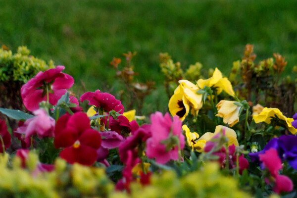 concerto-de-primavera-image