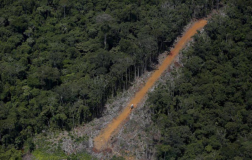 Amazónia: Temer deixa ir as árvores em troca do ouro-image