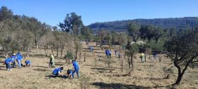 Projeto FUTURO promove floresta nativa em Santo Tirso-image
