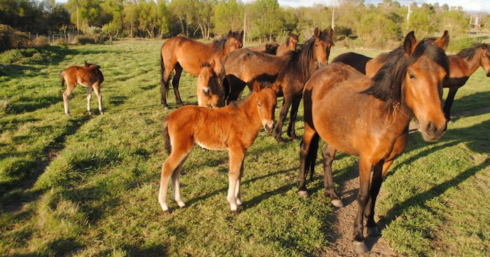 Cavalos-Garranos