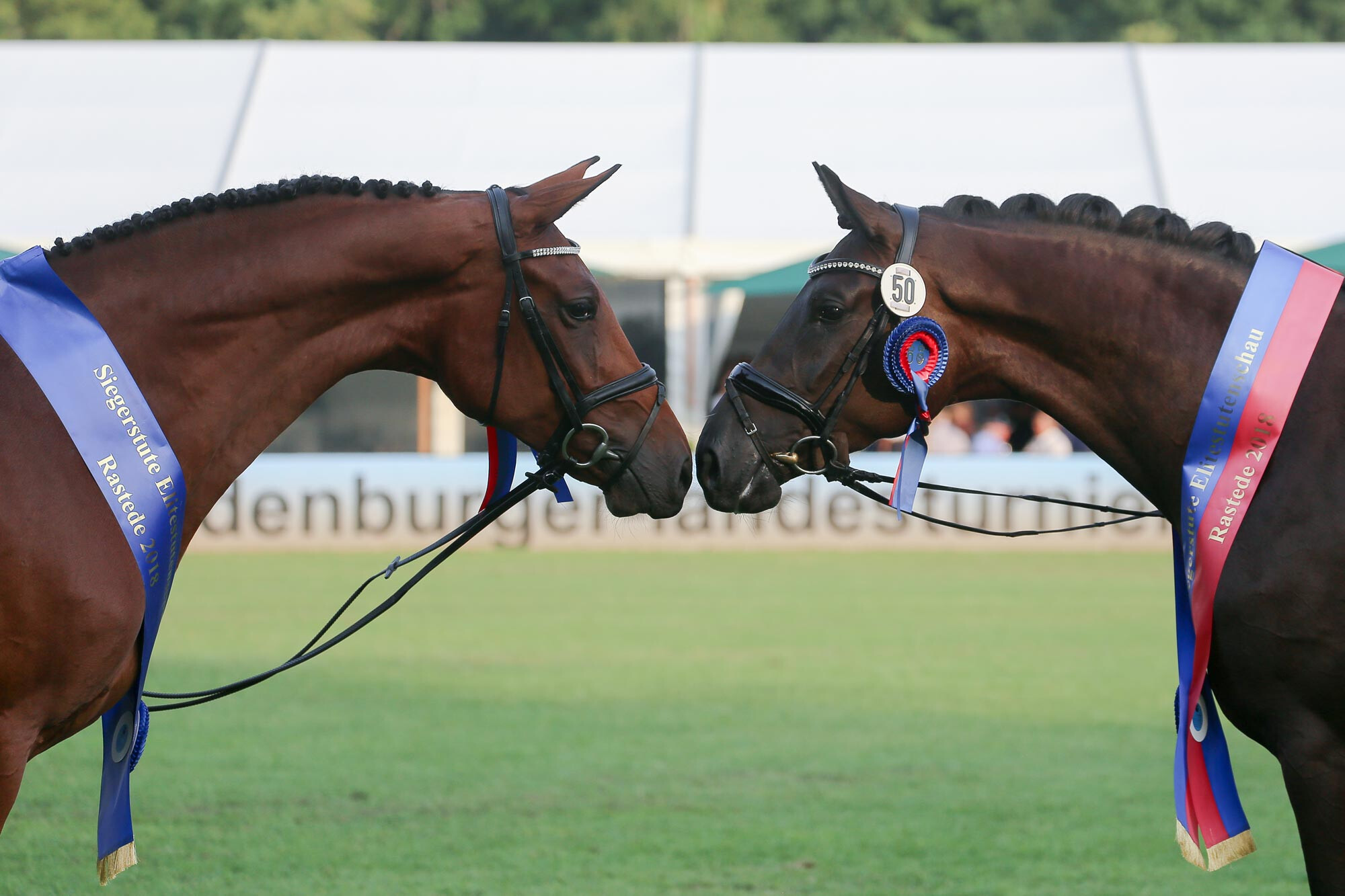 Oldenburg Elite Mare Show